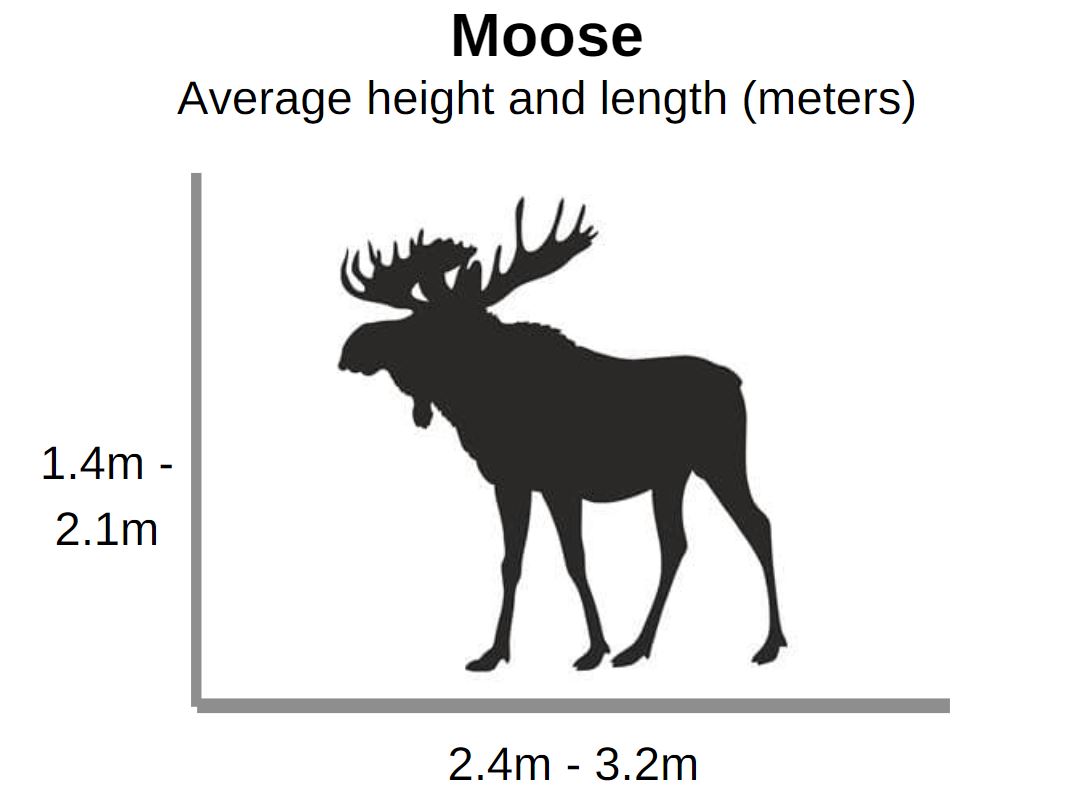 moose height