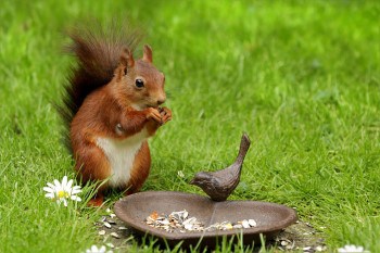 How Do Squirrels Nest? Where, When, How and Why, Squirrel Drey Facts