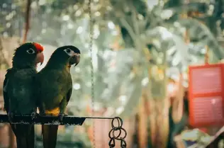 Can A Parrot Survive In The Wild What Are The Chances The Answers