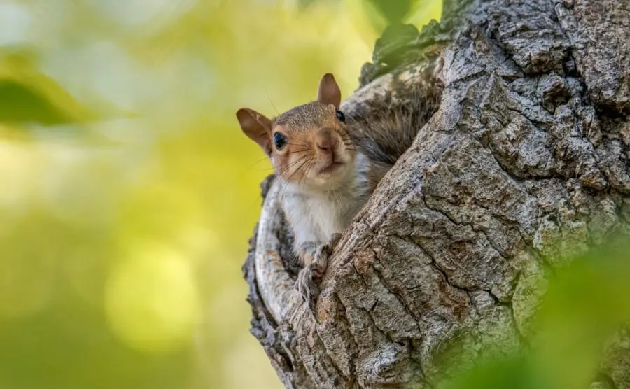 squirrel nest in tree trunk cavity