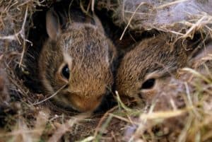 How Do Squirrels Nest? Where, When, How and Why, Squirrel Drey Facts