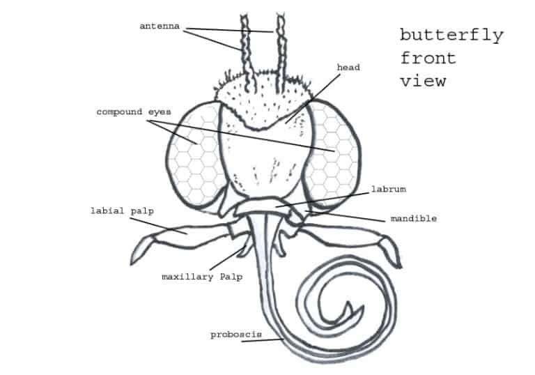 Do Butterflies Bite? Can They Bite? a Guide, With Images