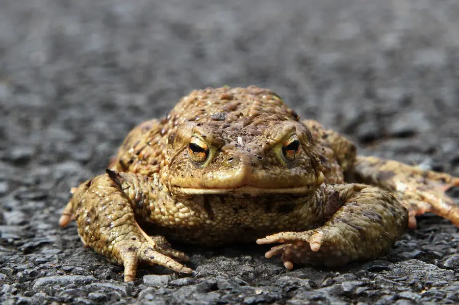 What Do Toads Eat? Through Life, in Wild, or as Pets ...