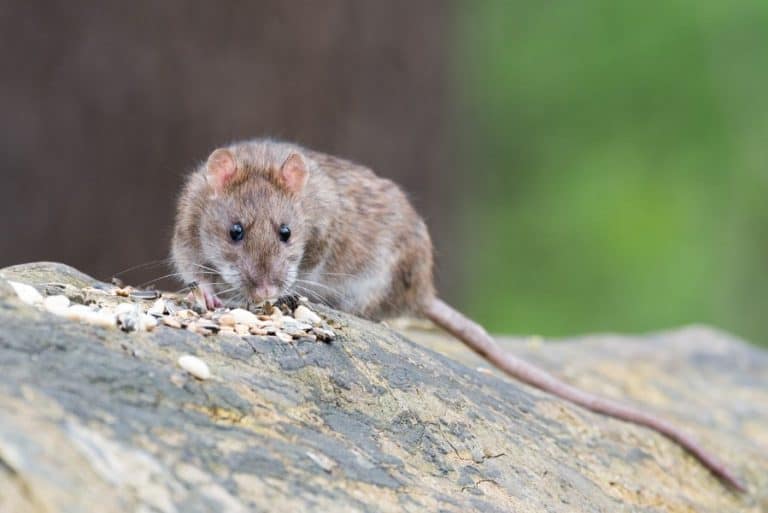 Are Rats Nocturnal? What Rats Do at Night - and in the Day!