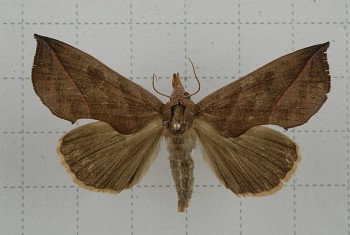 calyptra moth