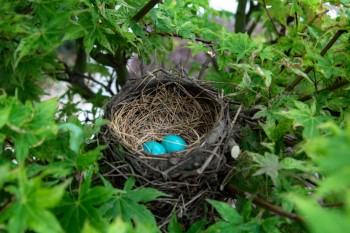 Do Birds Reuse Nests? Which Birds? Which Nests? Why and When!
