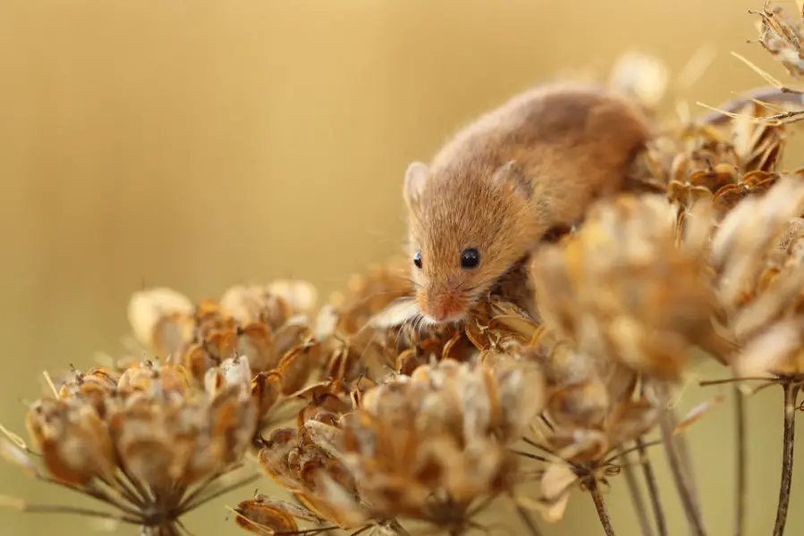 harvest mouse as pets