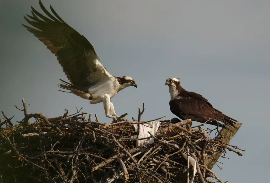 hawks on a nest