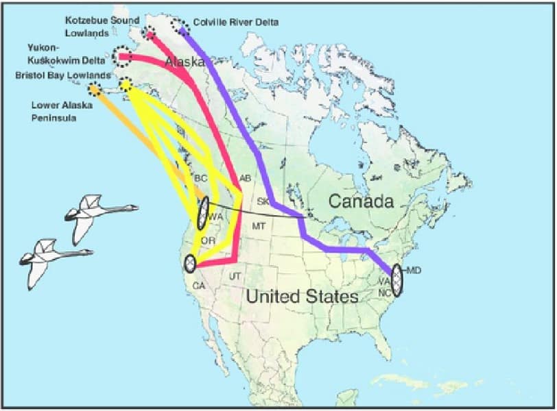 swan migration pattern north america
