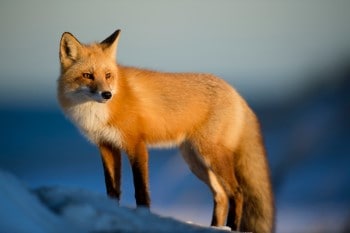 What Eats a Fox? What Animals Eat Foxes? List of Fox Predators