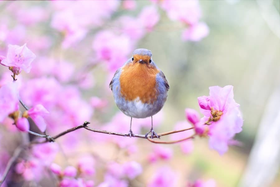 Why Do Robins Hop? When Do They Hop? And Why? Do All Birds Hop?