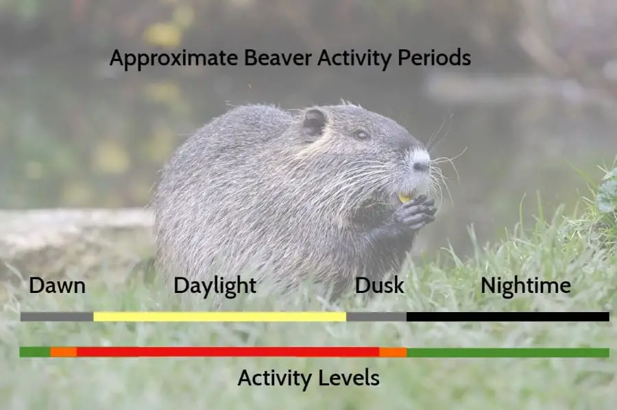 Beaver Activity Periods