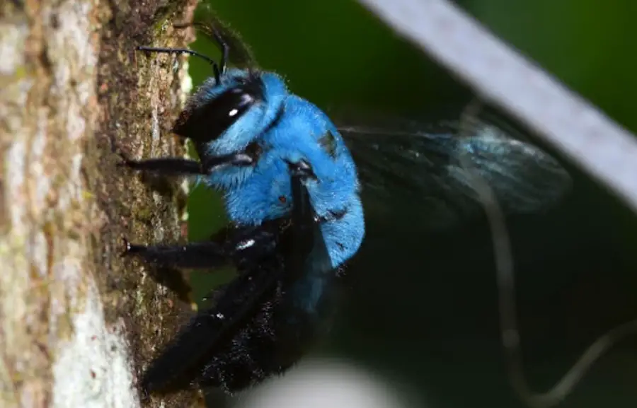 blue carpenter bee on tree
