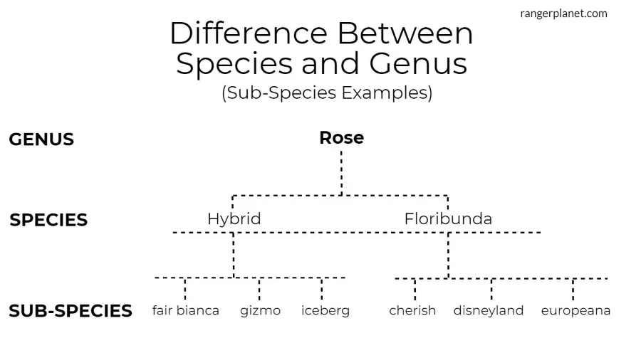 difference species genus, with sub-species example