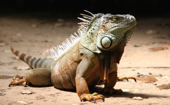 iguana lizards eat rabbits