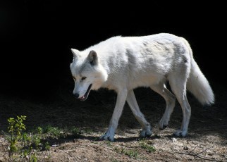 arctic wolf habitat for kids