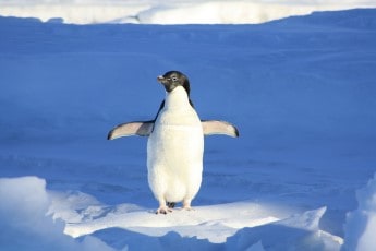 Are Penguins Birds? Here's the answer - and Why!