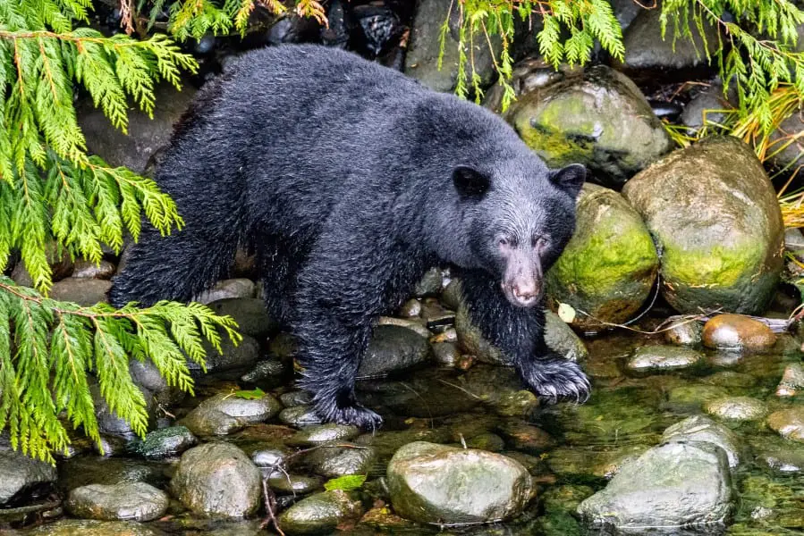 What Do Black Bears Eat? What Black Bears Prey On, the Full List!