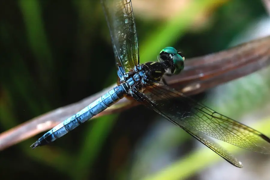 adult dragonfly