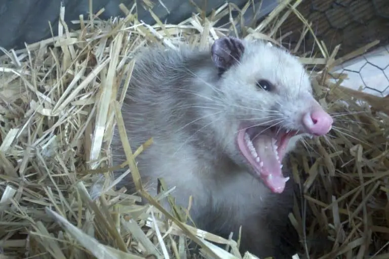 Do Possums Bite? When, Why, What to Do About Opposum Bites