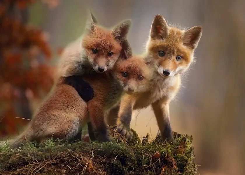 fox cubs - pups- kits