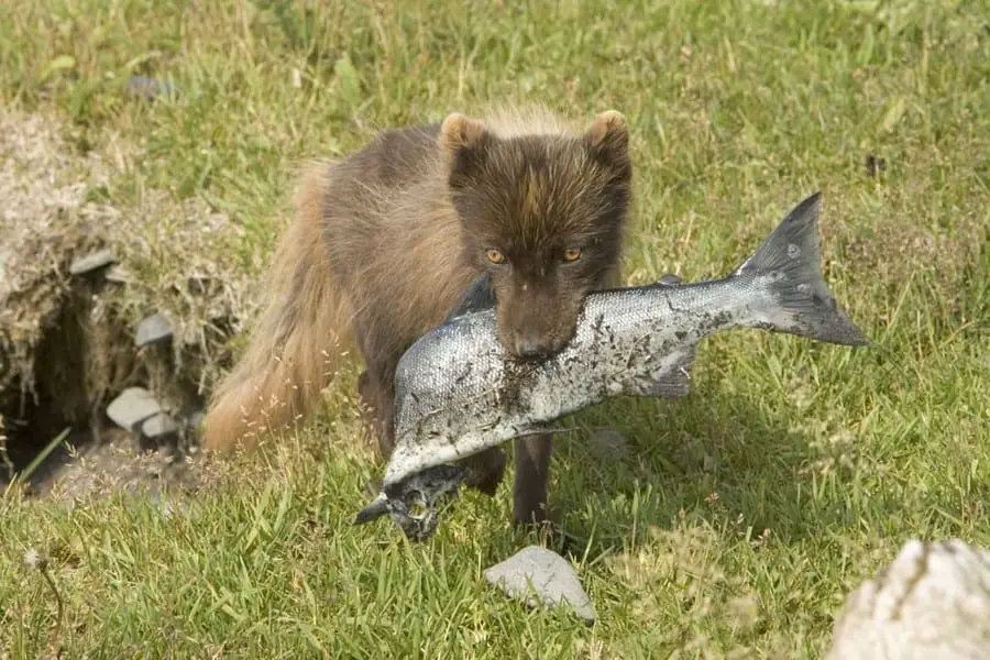 What Do Foxes Eat? What Foxes Prey On, the Full List! | rangerplanet