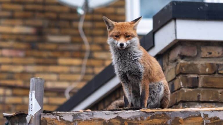 11-fascinating-facts-about-foxes-canadian-geographic