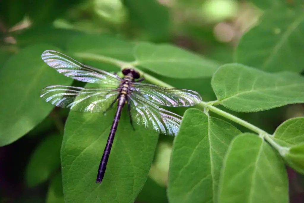 Where Do Dragonflies Live Dragonfly Habitat During Life Stages