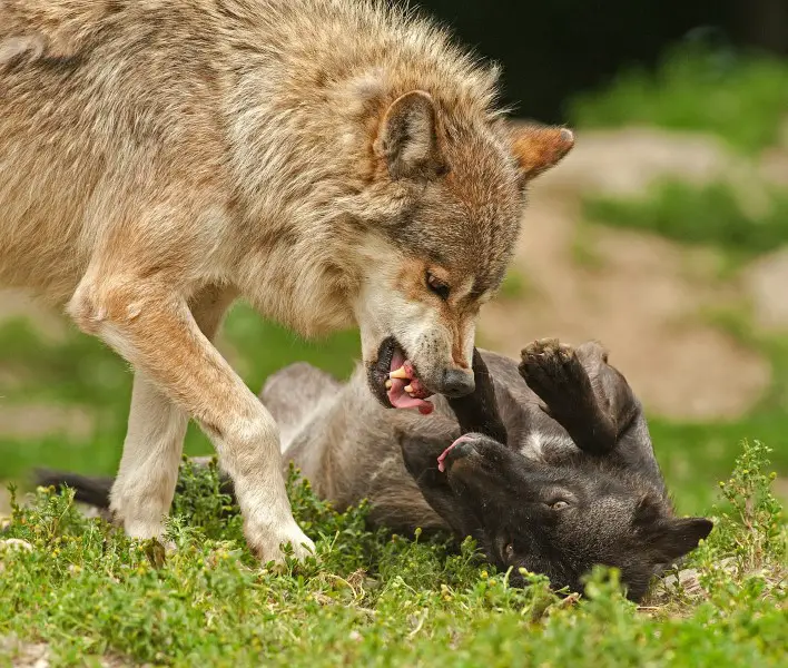 wolves eat wolves