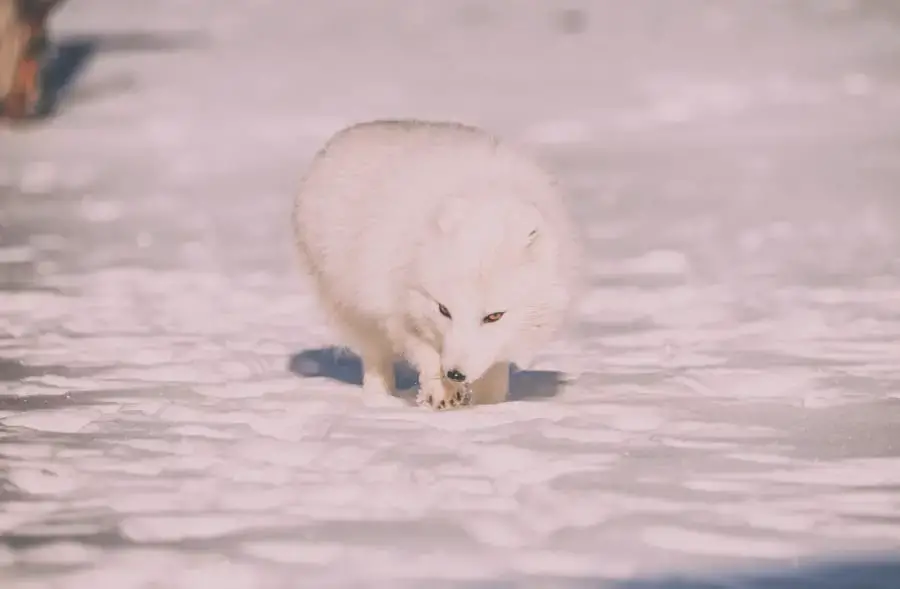 Lis polarny pod koniec zimy