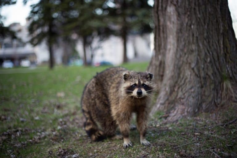 Do Raccoons Attack Humans? Are Raccoons Dangerous? the Answer