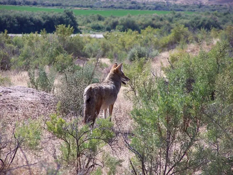 coyote habitats