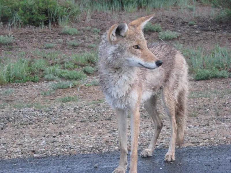 facts about coyotes
