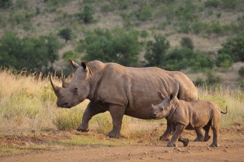 Do Rhinos Lay Eggs? Rhino Egg Facts for Children and Adults