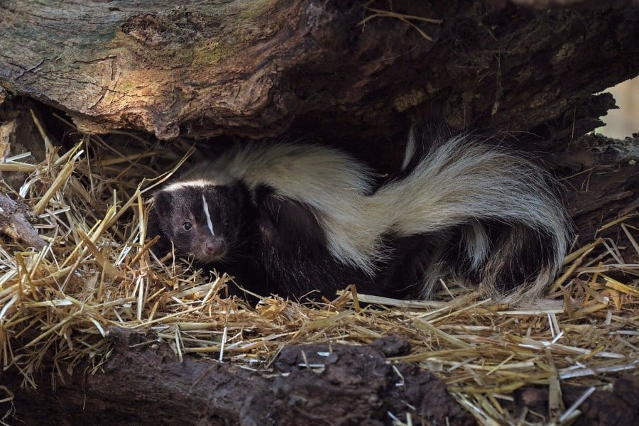 do skunks hibernate (2)