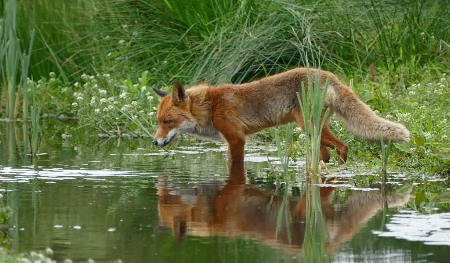 fox hunting for fish