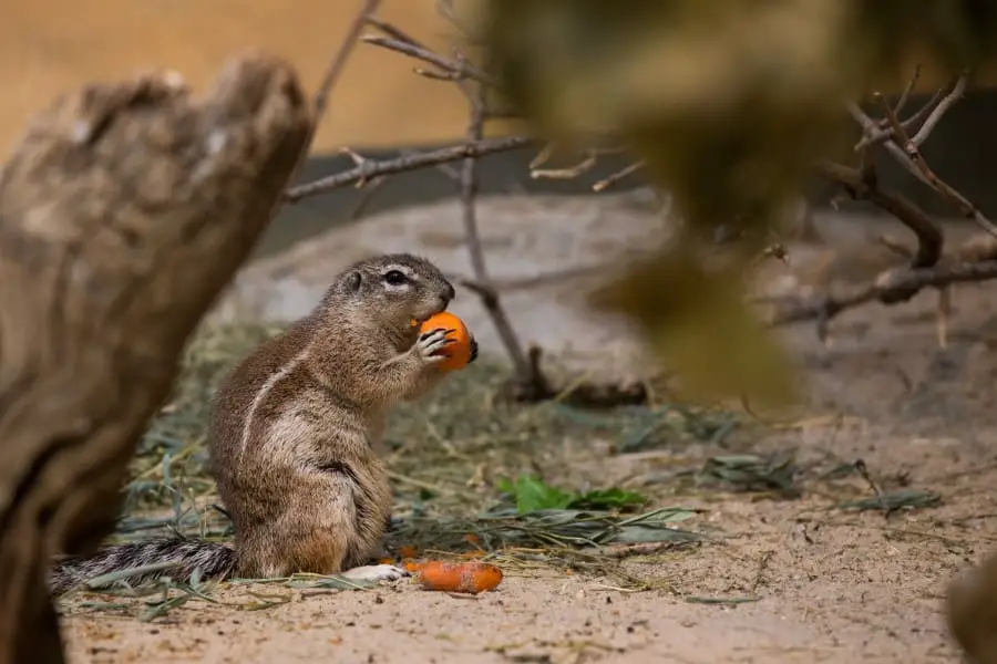 squirrel eating berries