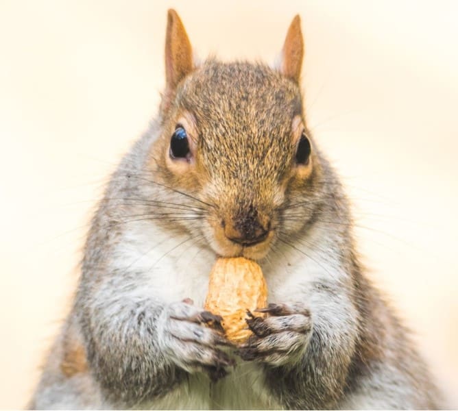 what do squirrels eat - squirrel eating nuts