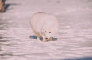 What Do Arctic Foxes Eat? Full List of the Arctic Fox Diet