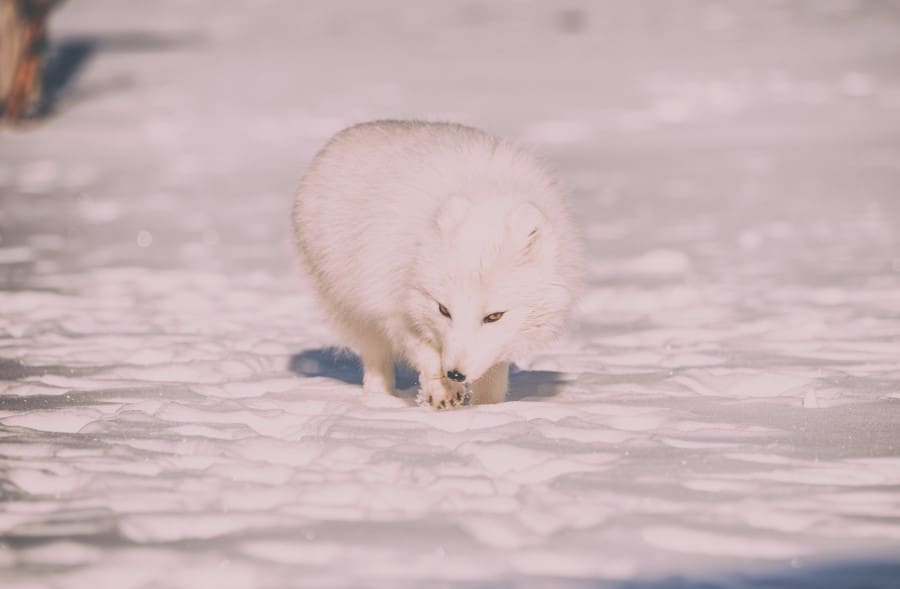 arctic fox hunting in winter