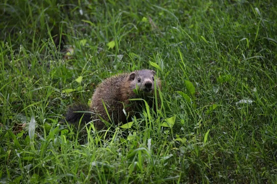 Do Groundhogs Hibernate? Woodchuck Hibernation Habits and Facts