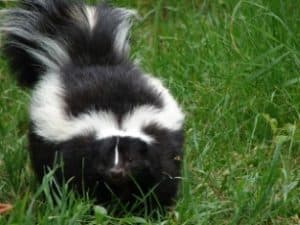 Where Do Skunks Live? in the World? Which Habitats? Which Skunk?