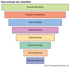 What is Kingdom Animalia, Simple Guide to the Animal Kingdom