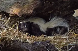 Malaysia skunk in Malaysia: Rabies