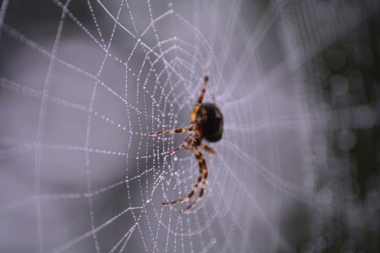 Do Spiders Come Out At Night? When, Why, Spider Nocturnal Habits