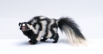 Where Do Skunks Live? in the World? Which Habitats? Which Skunk?