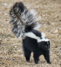 Where Do Skunks Live? in the World? Which Habitats? Which Skunk?