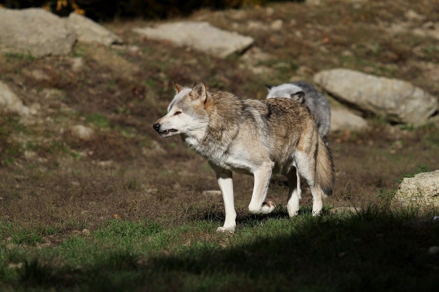 timber wolf in canada