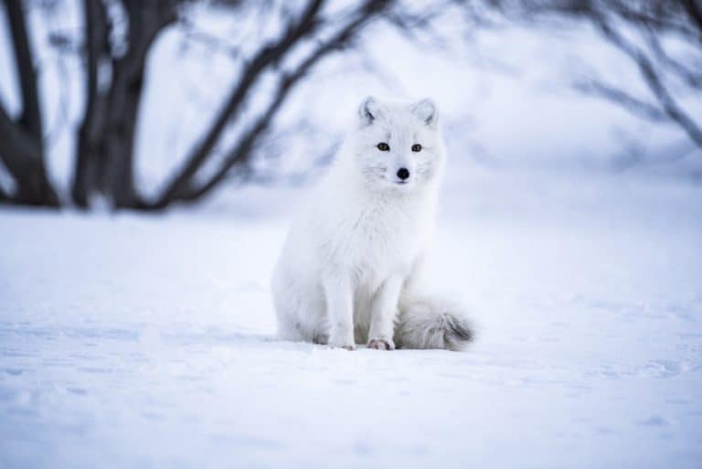 why are arctic foxes important Why arctic foxes fur changes with the season