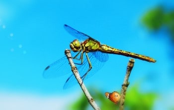 Do Dragonflies Bite? Can They Bite? a Guide, With Images